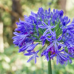 Headbourne Hybrids (x 25)