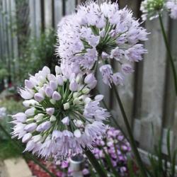 Summer Beauty (x 25)