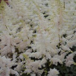 Close Harmony (x 25)