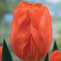 Prins Willem Alexander