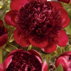 Red Charm