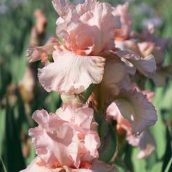 Pink Attraction