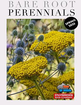 Bare Root Perennials 2025