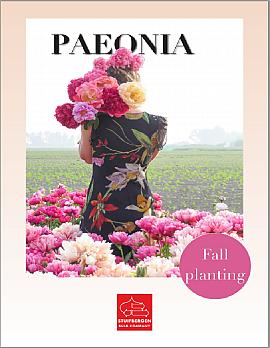 Paeonia