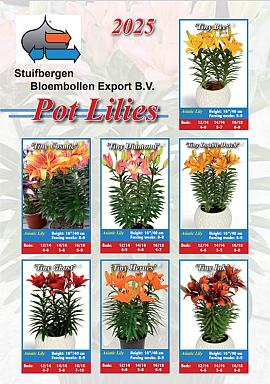 Pot Lilies 2025