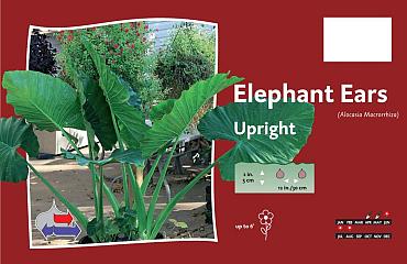 Alocasia