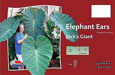 Jack`s Giant
