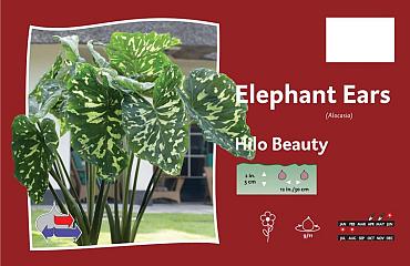 Hilo Beauty