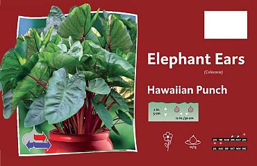 Hawaiian Punch