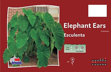 esculenta
