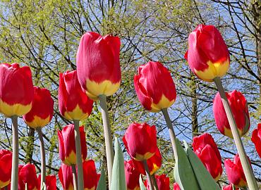 Fall bulbs