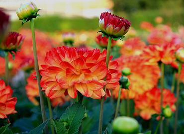 Spring bulbs