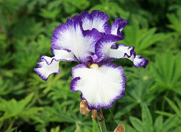 Perennials