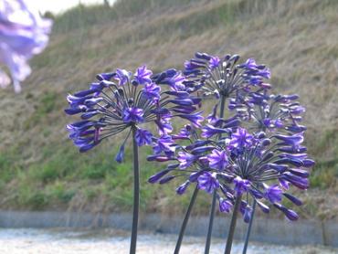 Back in Black (x 25)