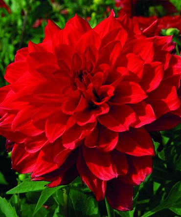 Babylon Red