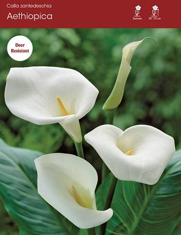 aethiopica
