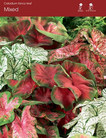 Mixed Fancy Leaf