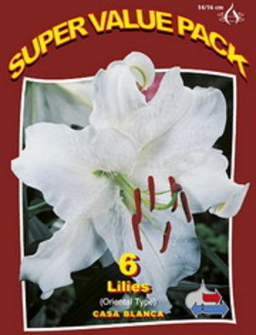 Lilium Oriental Casa Blanca 20x6