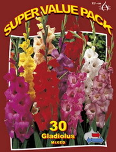 Gladiolus Mix 15x30