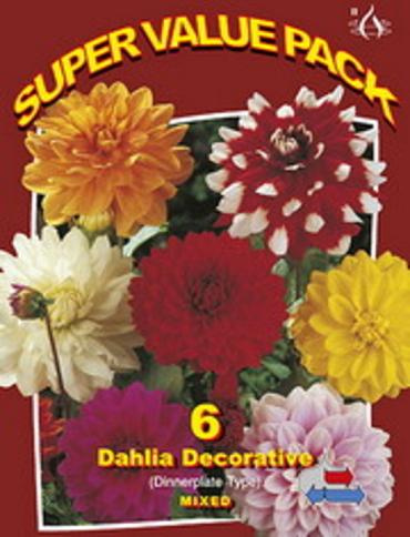 Dahlia Decorative 20x6