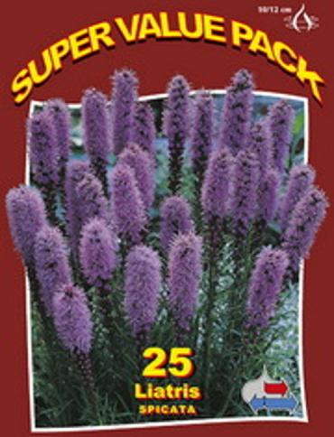 Liatris Spicata Blue 20x25