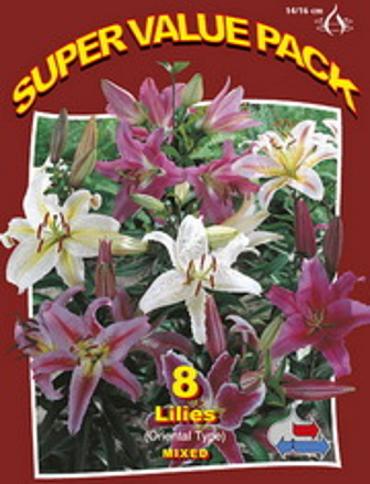Lilium Oriental Mixed 20x6