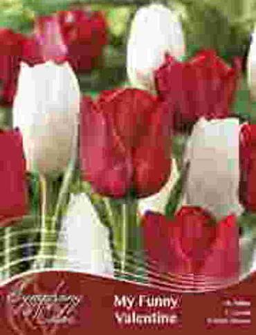 My Funny Valentine