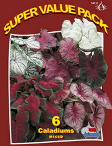 Caladium Mixed 20x6