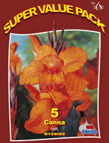 Canna Tall Wyoming 15x4