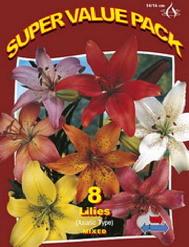 Lilium Asiatic Mix 20x6