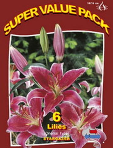Lilium Oriental Stargazer 20x6