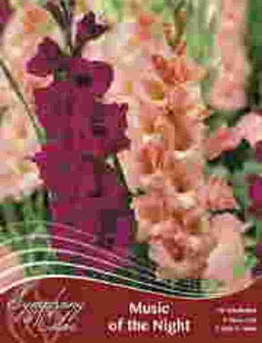 Music of the Night Spring