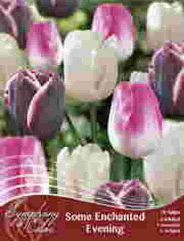 Some Enchanted Evening