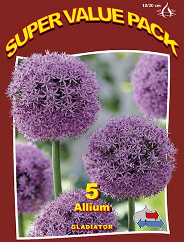 Allium Gladiator 20x5