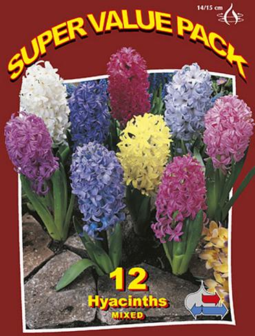 Hyacinths Mixed 20x12