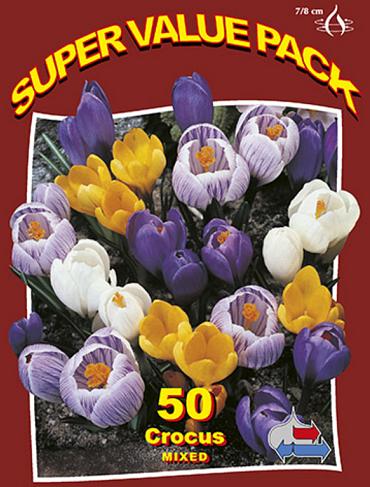 Crocus Mixed 20x50