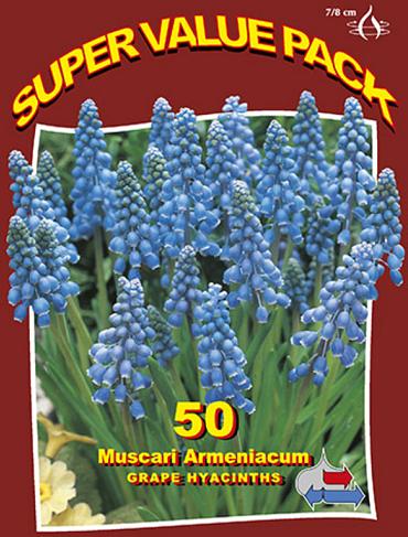 Grape Hyacinths 20x50