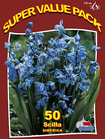 Scilla Siberica 20x50