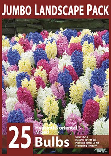 Mixed Hyacinths 10x15