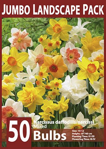 Mixed Narcissi 10x50