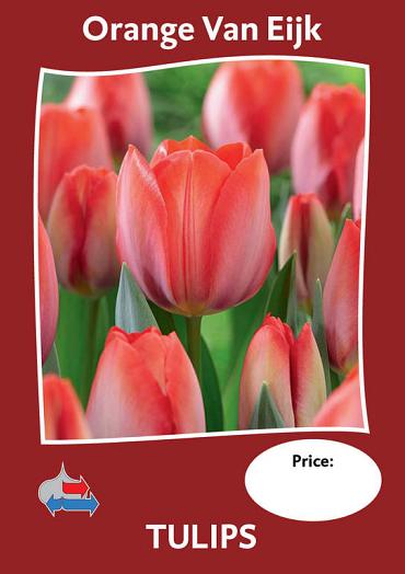 Orange Van Eijk