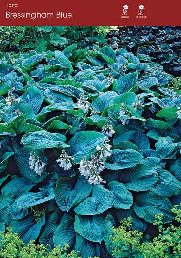 Bressingham Blue