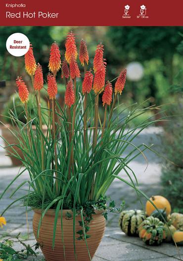 Red Hot Poker