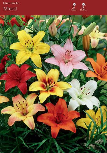 Mixed Asiatic
