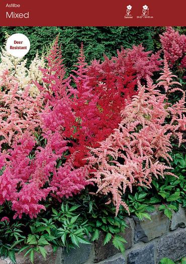 Mixed Astilbe