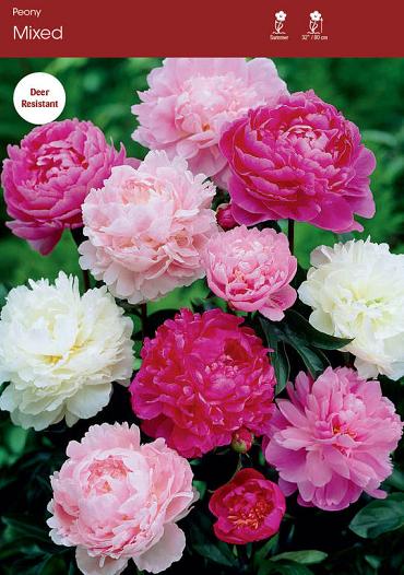 Double flowered Mix