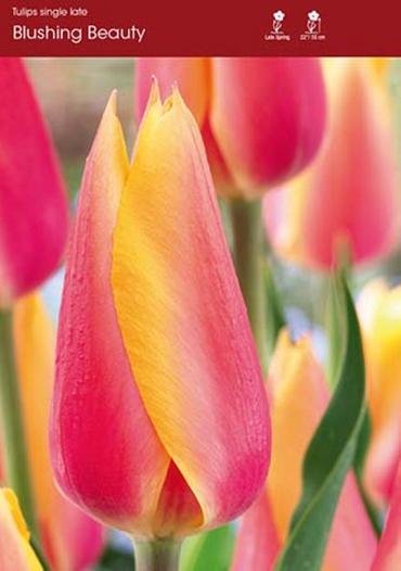 Blushing Beauty