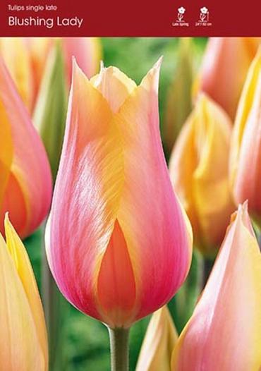 Blushing Lady