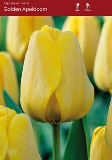 Golden Apeldoorn