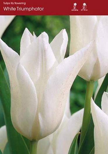 White Triumphator